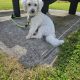 Beautiful bichon for a loving home