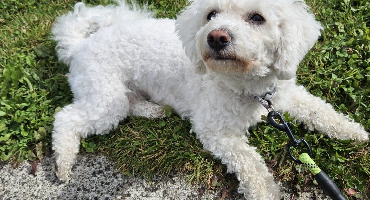 Beautiful bichon for a loving home