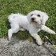 Beautiful bichon for a loving home