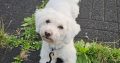 Beautiful bichon for a loving home