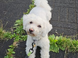 Beautiful bichon for a loving home