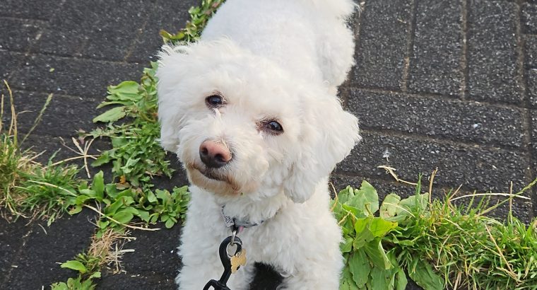 Beautiful bichon for a loving home