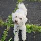 Beautiful bichon for a loving home