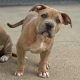 American XL Bully – fully vaccinated 10 weeks old!