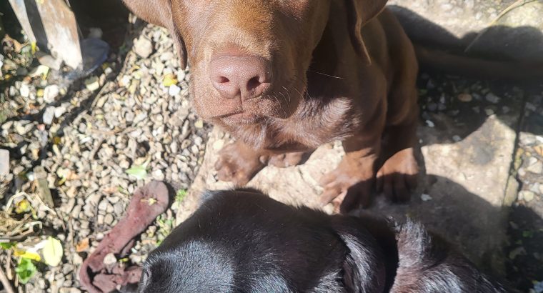 Chocolate labrador puppy