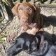 Chocolate labrador puppy