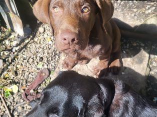 Cho olate labrador puppy