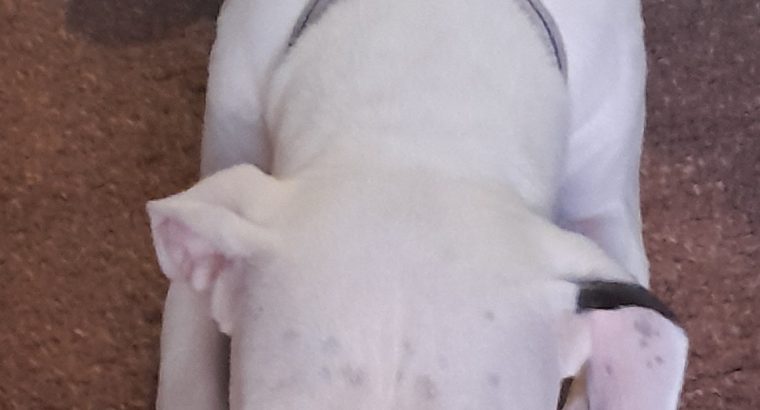 DOGO ARGENTINO FOR SALE