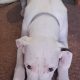 DOGO ARGENTINO FOR SALE