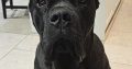 Beautiful Cane corso puppies