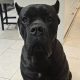 Beautiful Cane corso puppies