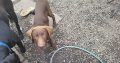 Chocolate lab puppy