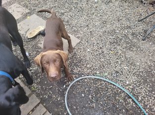 Chocolate lab puppy