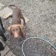 Chocolate lab puppy