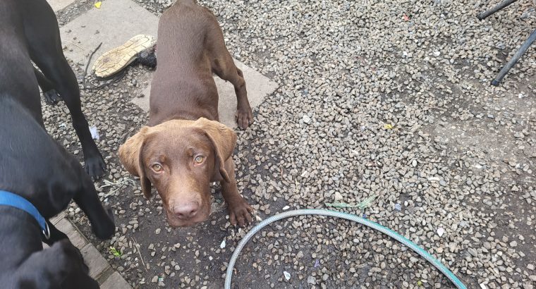 Cho olate labrador puppy