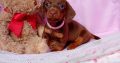 Miniature dachshund