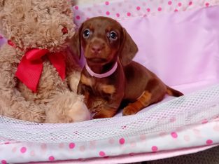 Miniature dachshund