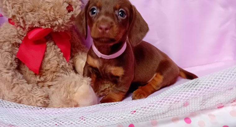 Miniature dachshund