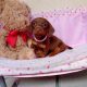 Miniature dachshund