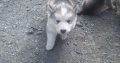 Alusky pups for sale