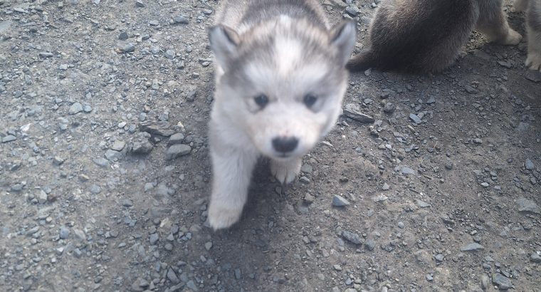 Alusky pups for sale