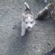 Alusky pups for sale