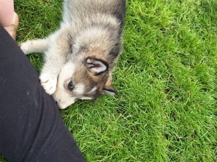 Alusky pups for sale