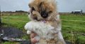 Bision frise X Shih Tzu