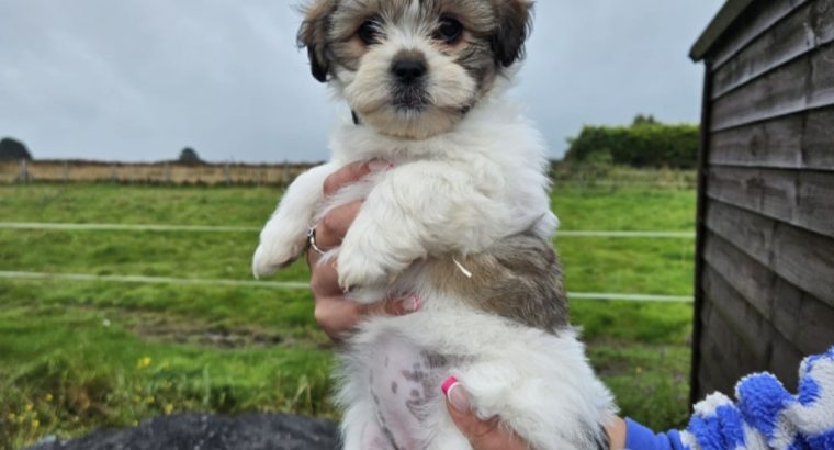 Bision frise X Shih Tzu