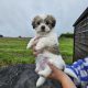 Bision frise X Shih Tzu