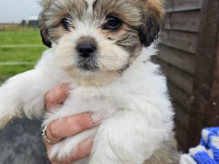 Bision frise X Shih Tzu