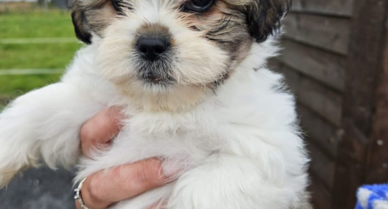 Bision frise X Shih Tzu