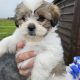 Bision frise X Shih Tzu