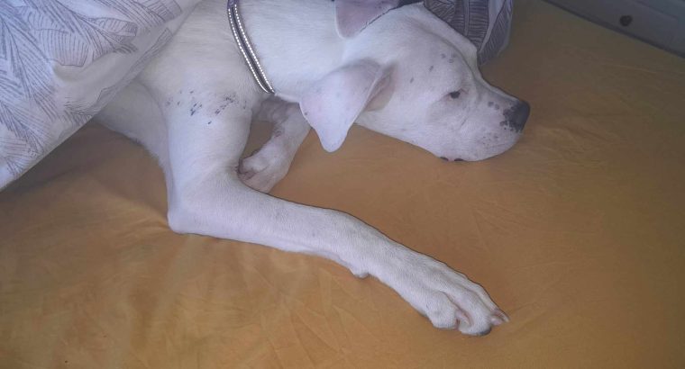 DOGO ARGENTINO FOR SALE