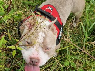 American pocket bully