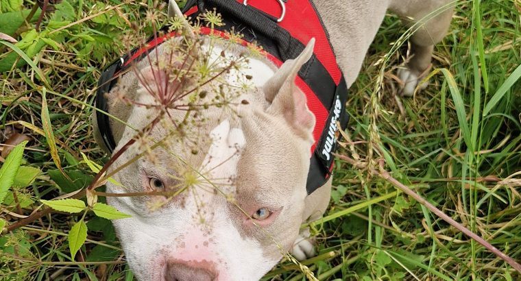 American pocket bully