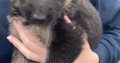 Full bred german shepherd pups for sale