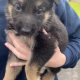 Full bred german shepherd pups for sale