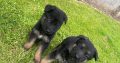 Full bred german shepherd pups for sale