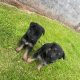 Full bred german shepherd pups for sale