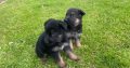 Full bred german shepherd pups for sale