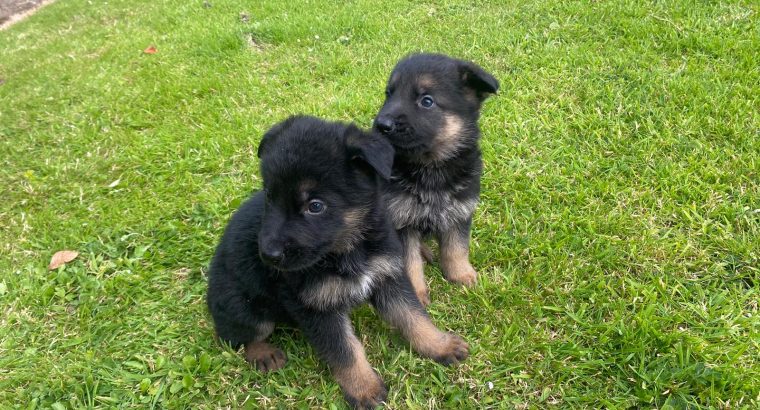 Full bred german shepherd pups for sale