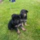 Full bred german shepherd pups for sale