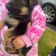 Full bred german shepherd pups for sale