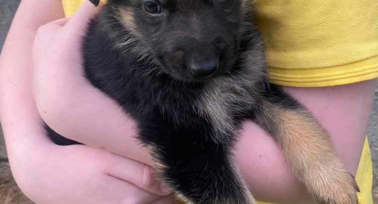 Full bred german shepherd pups for sale