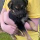 Full bred german shepherd pups for sale