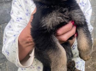 Full bred german shepherd pups for sale