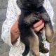 Full bred german shepherd pups for sale