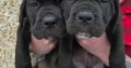 Beautiful Cane corso puppies