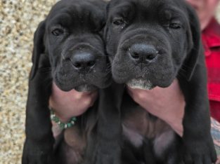 Beautiful Cane corso puppies